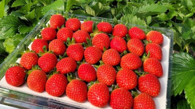 겨울왕국 직송딸기! 택배비 할인 꿀팁까지 알려드릴게요🍓
